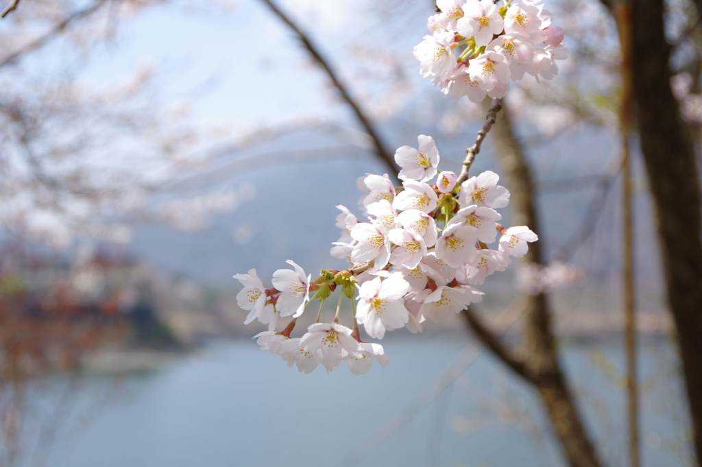 精進湖湖畔の桜