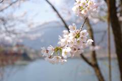 精進湖湖畔の桜