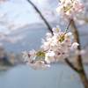 精進湖湖畔の桜