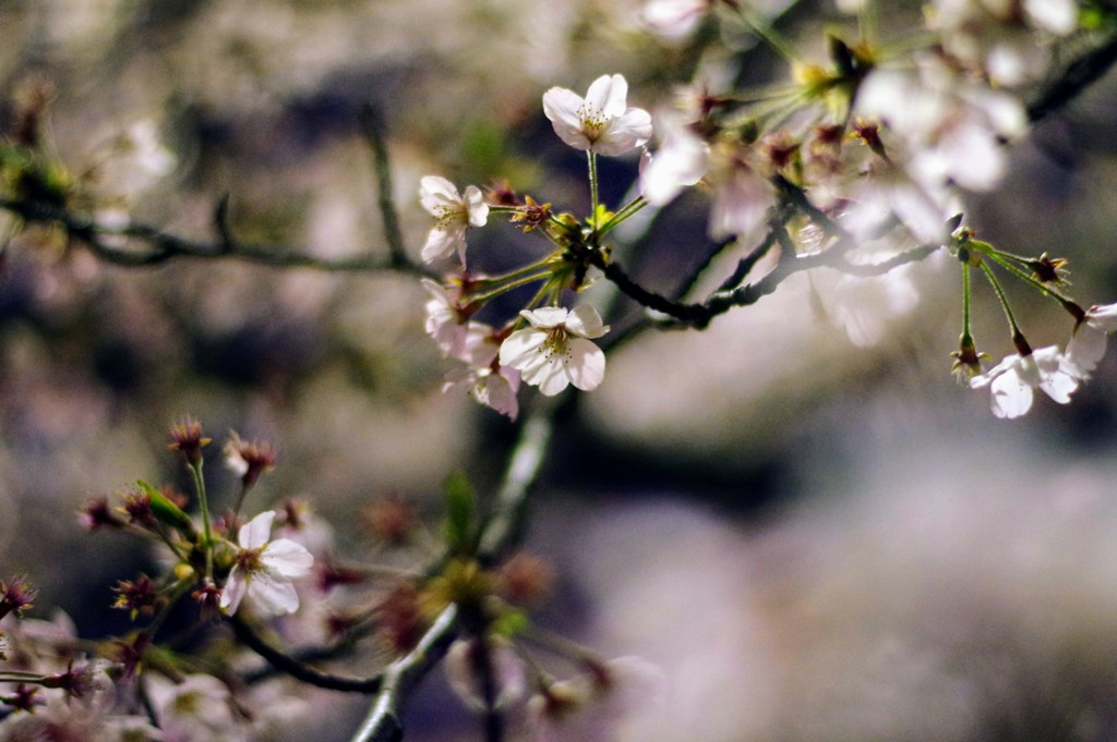 2019夜桜