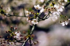 2019夜桜