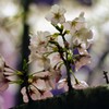 2019夜桜