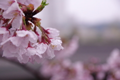 生憎の雨