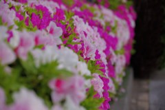 春 近所の公園で