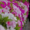 春 近所の公園で