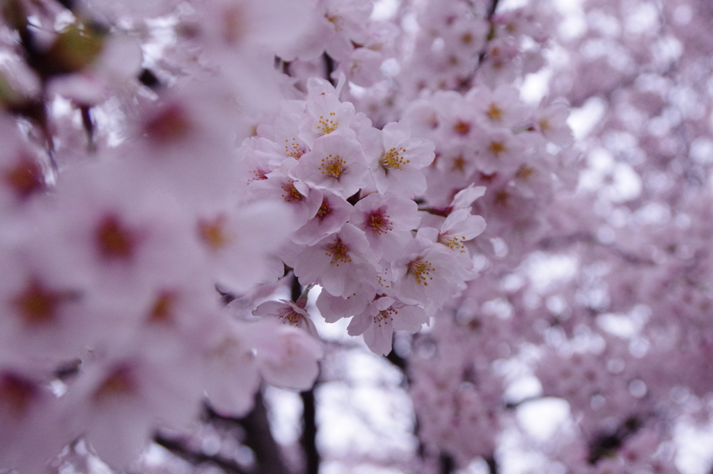 生憎の雨