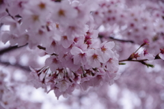 生憎の雨