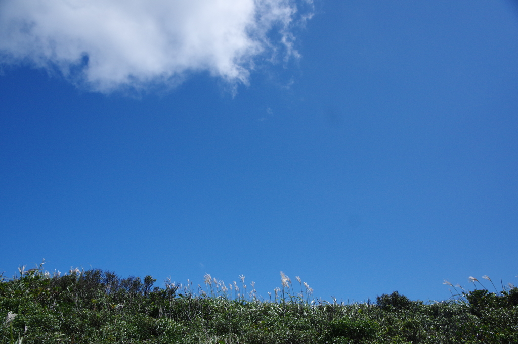 青い空と白い雲とススキ