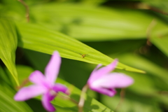 虫