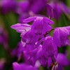 春 近所の公園で