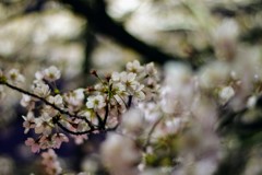 IMGP0041