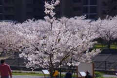 花見散歩