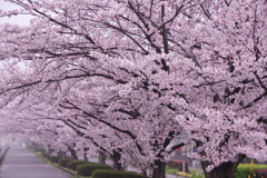 満開のさくら道