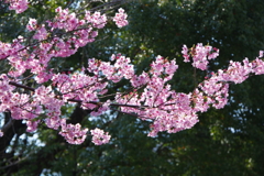 日比谷公園