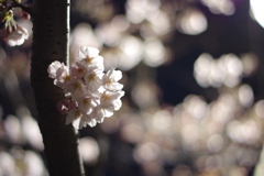 夜桜