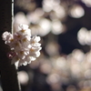 夜桜