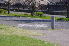 今年の桜も終盤