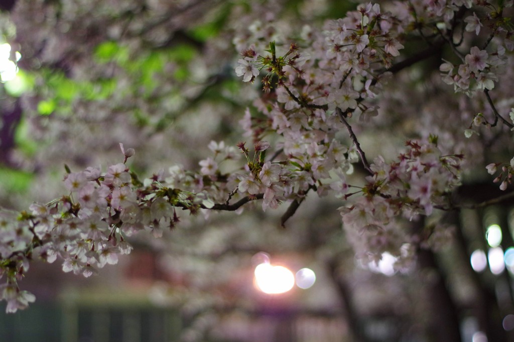 2019夜桜