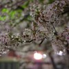 2019夜桜