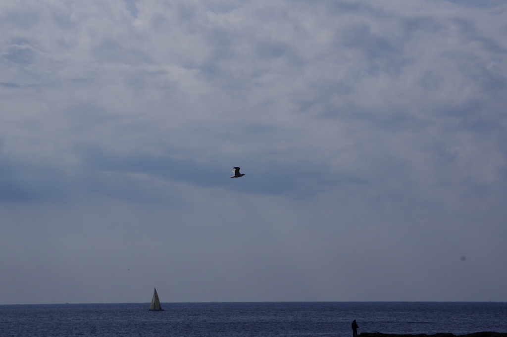 海鳥とヨット
