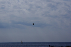 海鳥とヨット