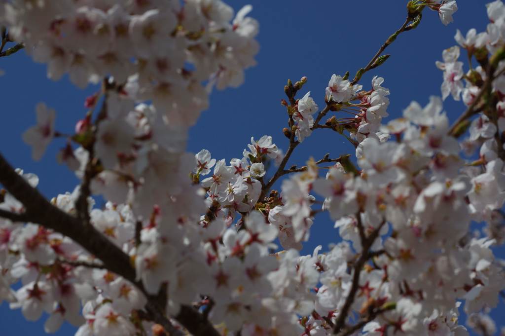 河口湖の桜