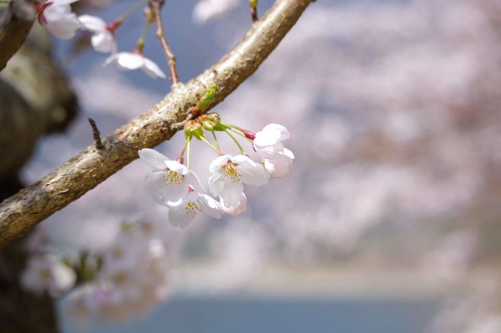 精進湖湖畔の桜