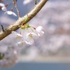精進湖湖畔の桜