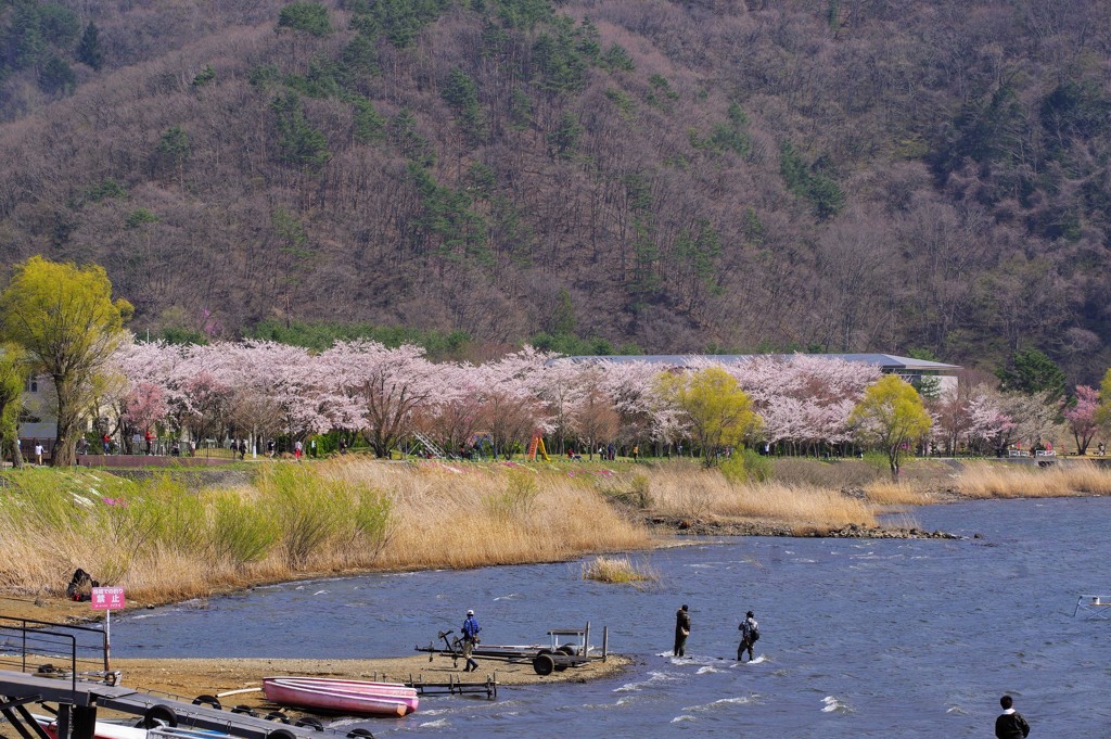 河口湖 富士桜まつり
