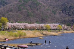 河口湖 富士桜まつり
