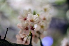 2019夜桜