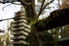 苔？生す屋根