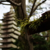苔？生す屋根
