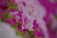 春 近所の公園で
