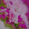 春 近所の公園で