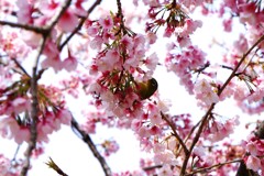 日比谷公園の桜とメジロ
