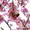 日比谷公園の桜とメジロ