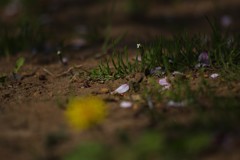 花見散歩