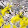精進湖湖畔の桜