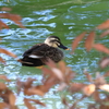 野鳥②