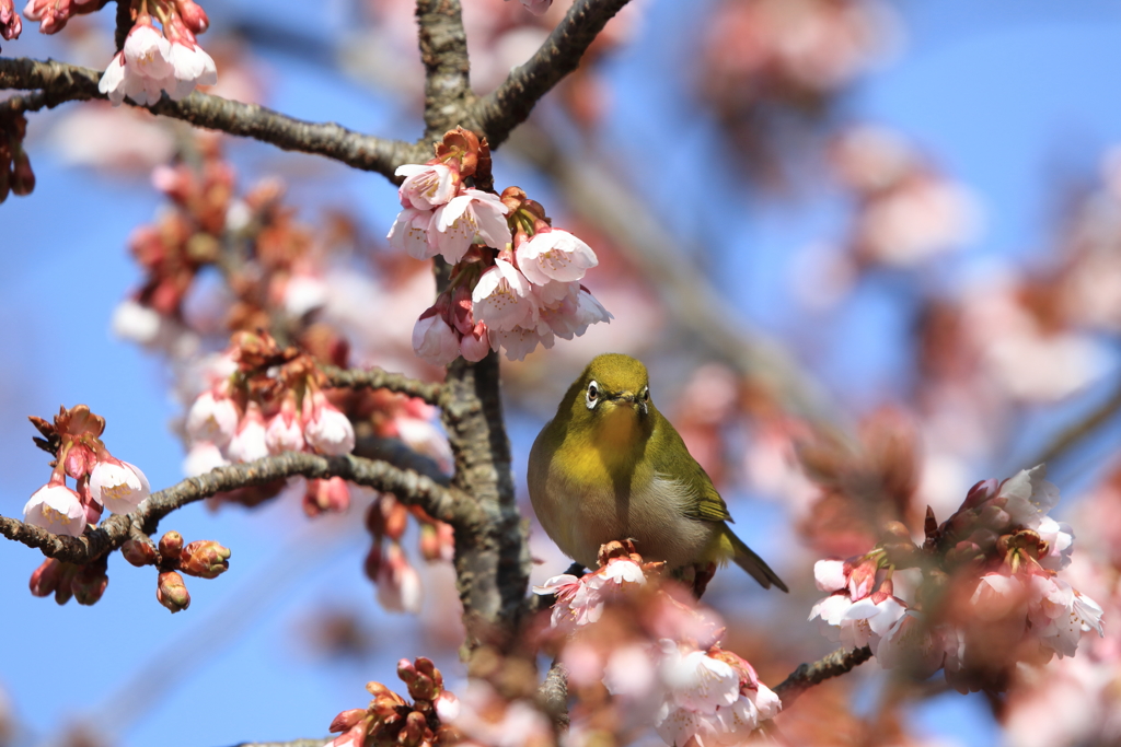 春を感じる頃