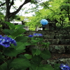 雨の季節②