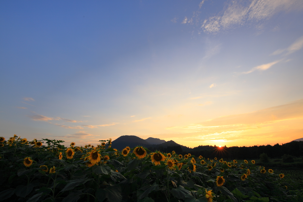 夏夕景