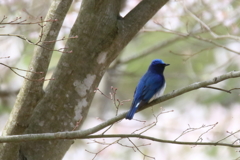 野鳥２