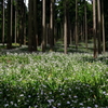 シャガの森