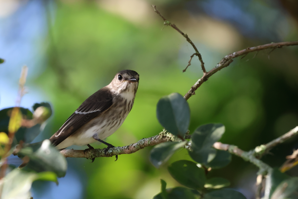 山で見かけた野鳥