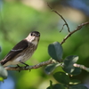 山で見かけた野鳥