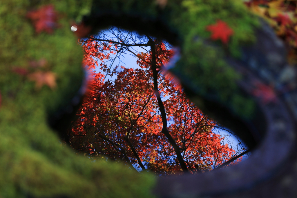 水鉢の紅葉