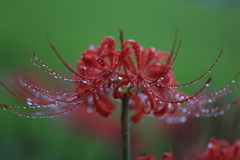 雨の一日