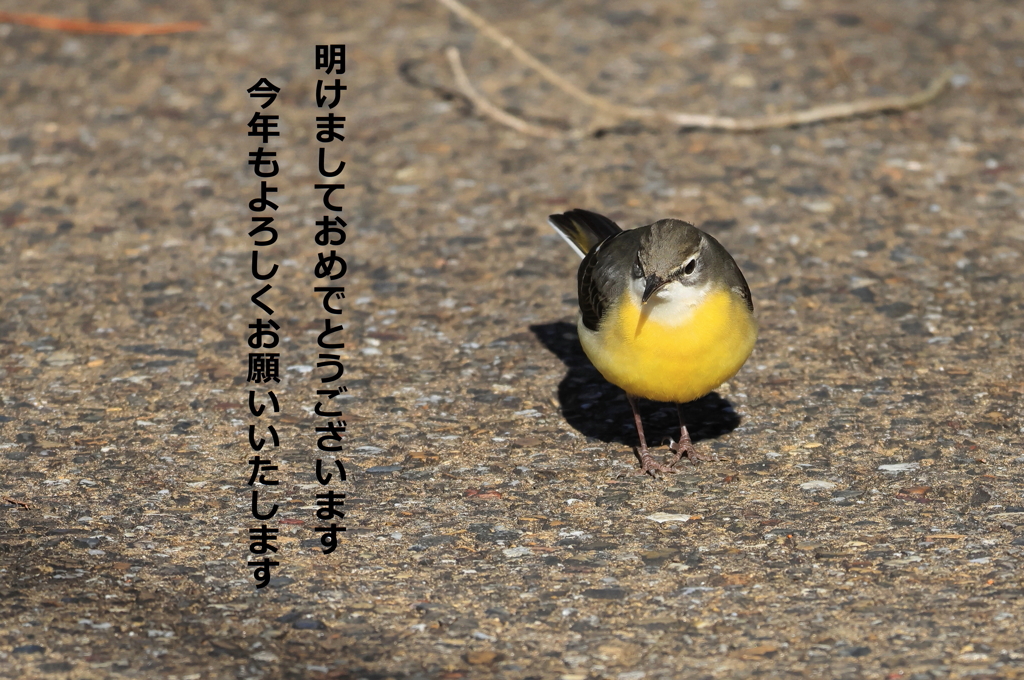 2023年 野鳥①